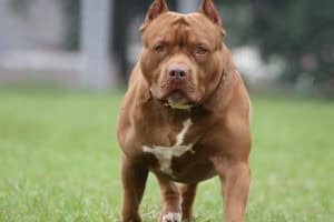 Pitbull: Dog owners need careful vetting