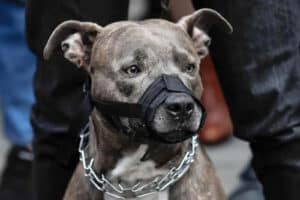 Pitbull lovers defend the animal while service organisations say they are not considered for human assistance.