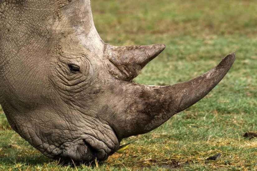 Three suspected rhino poachers arrested in Paulpietersburg, KZN