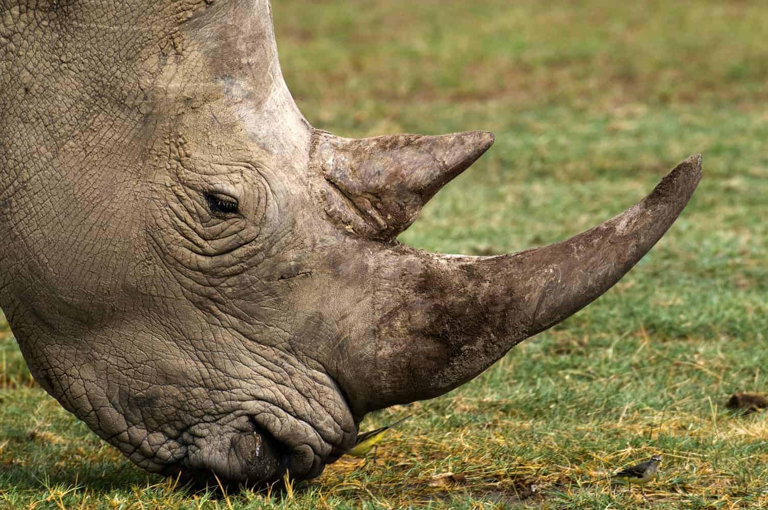 Three suspected rhino poachers arrested in Paulpietersburg, KZN