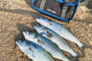 Fish on the ground