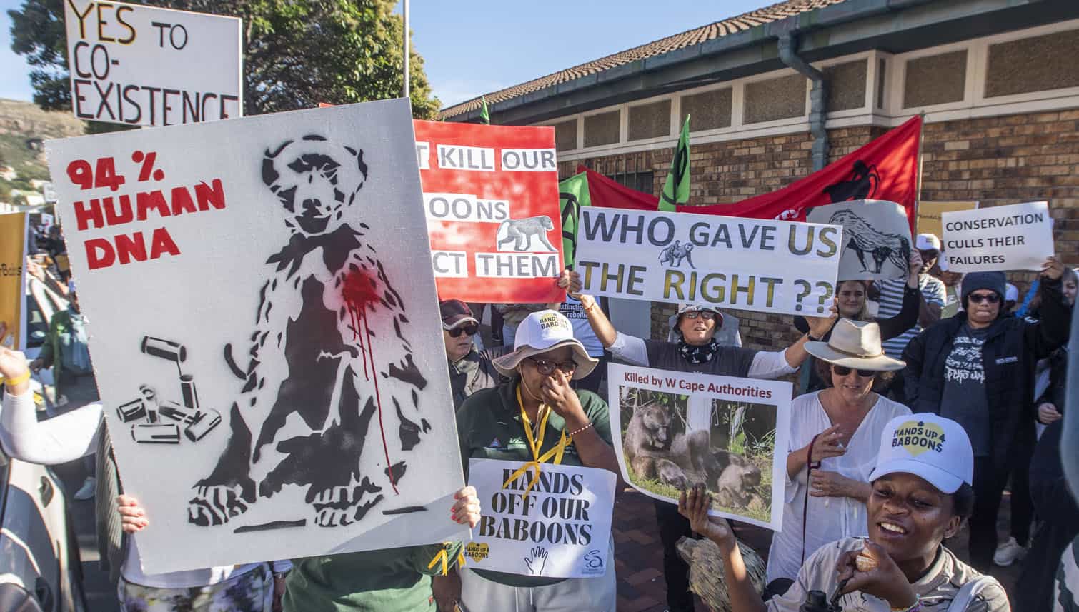 Activists Protest Euthanasia Of Baboons In Cape Town
