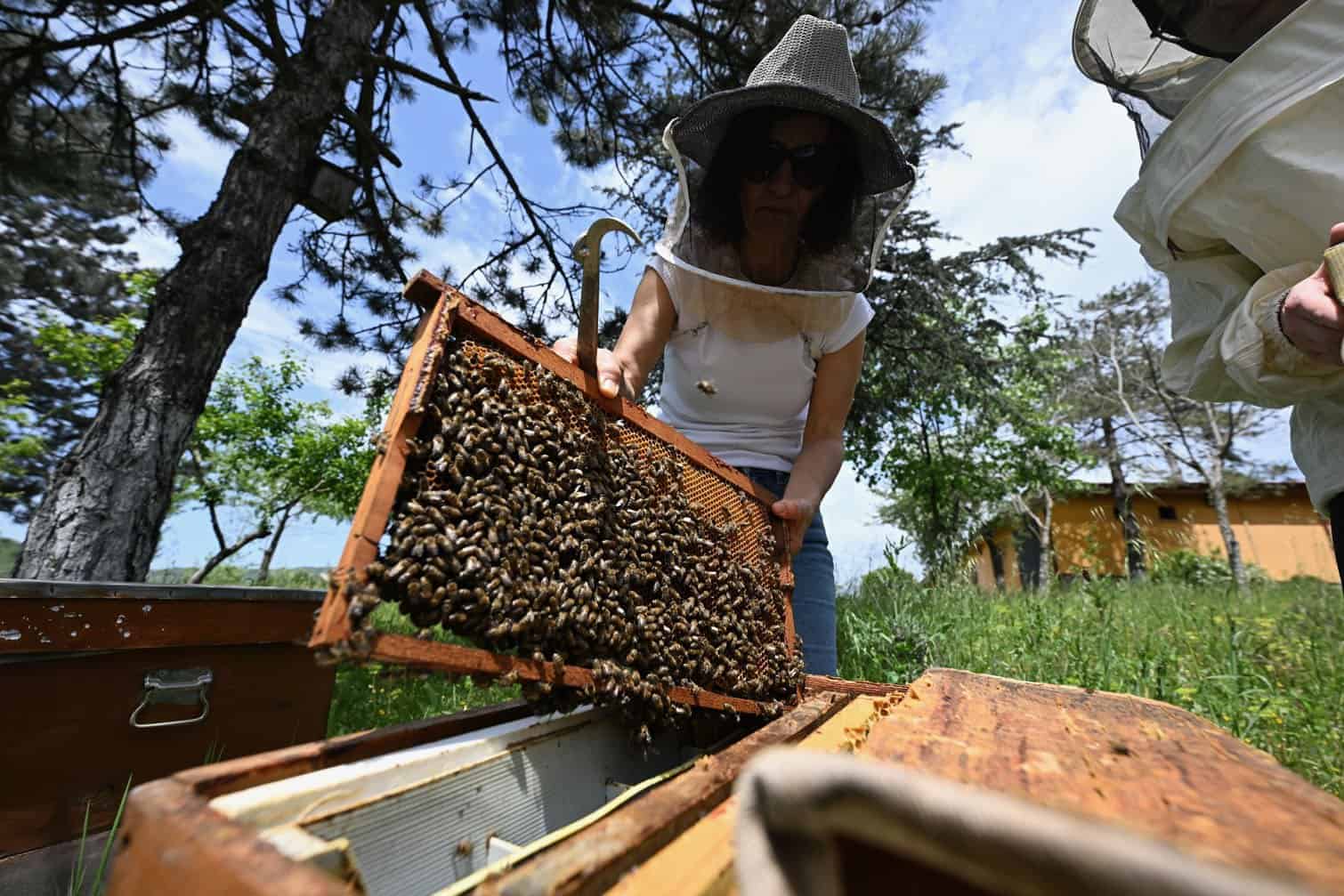 Beekeeping is about to change in Tshwane