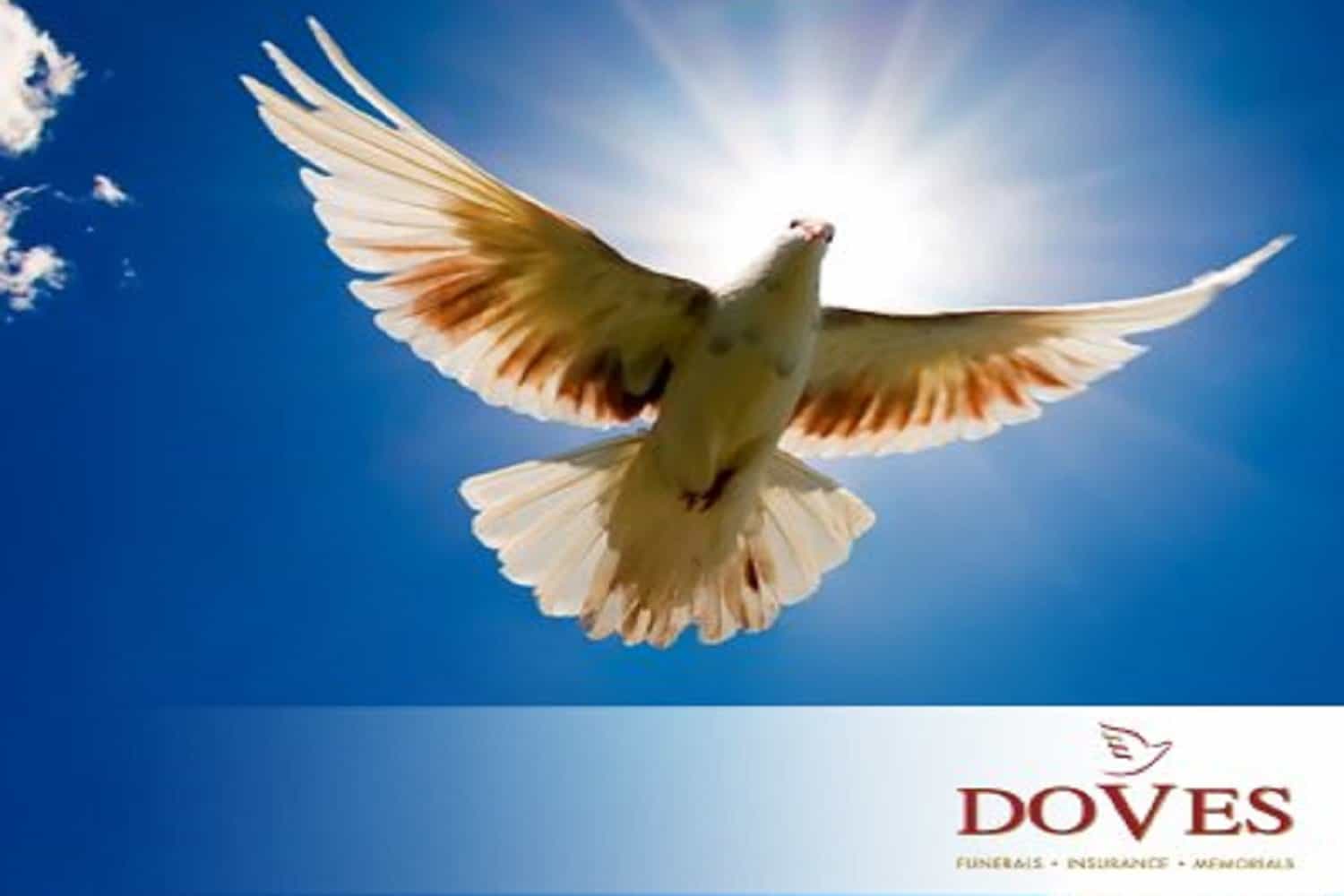 Doves - the dove of peace - image 1.