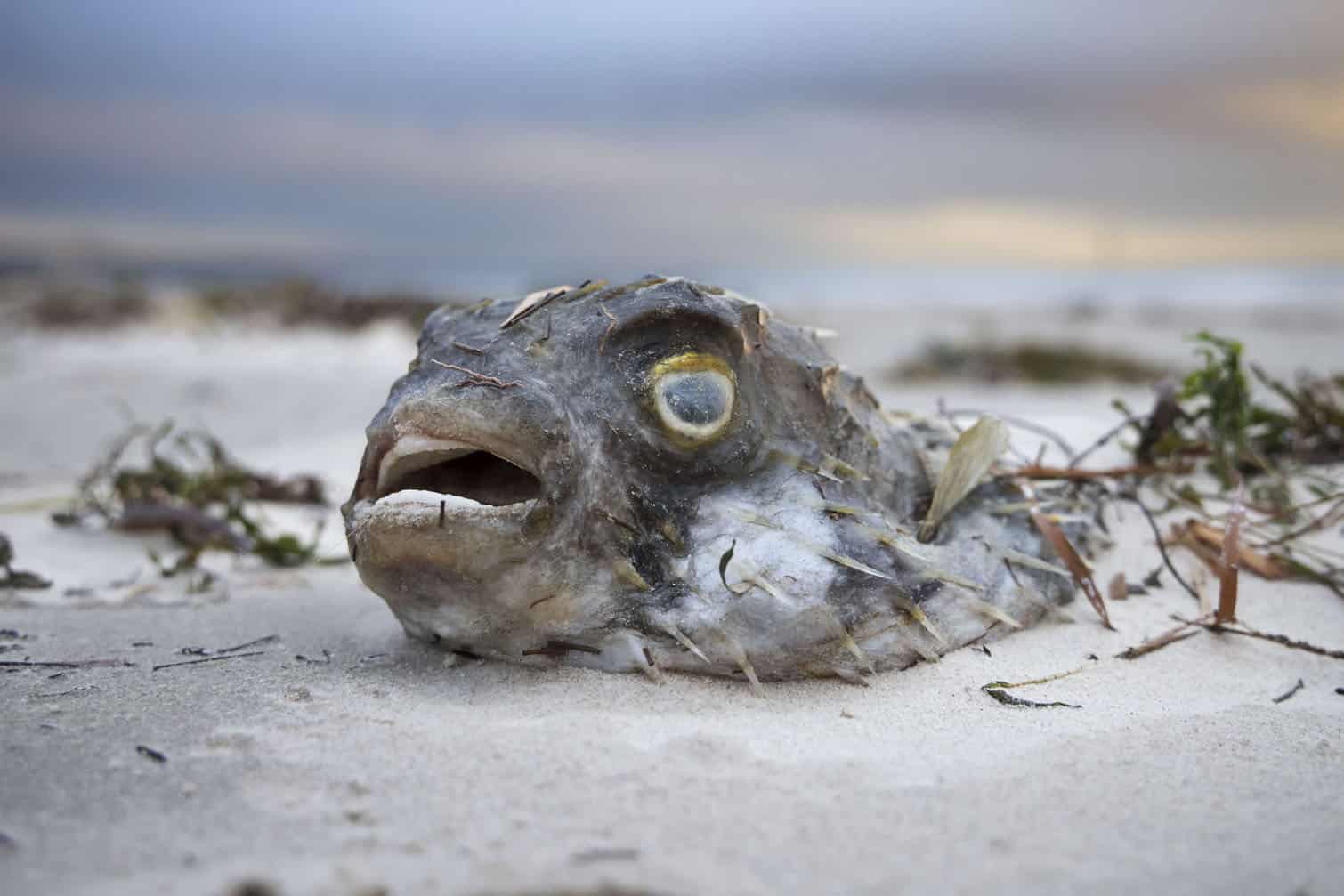 Marine life in South Australia harmed by a toxic algal bloom