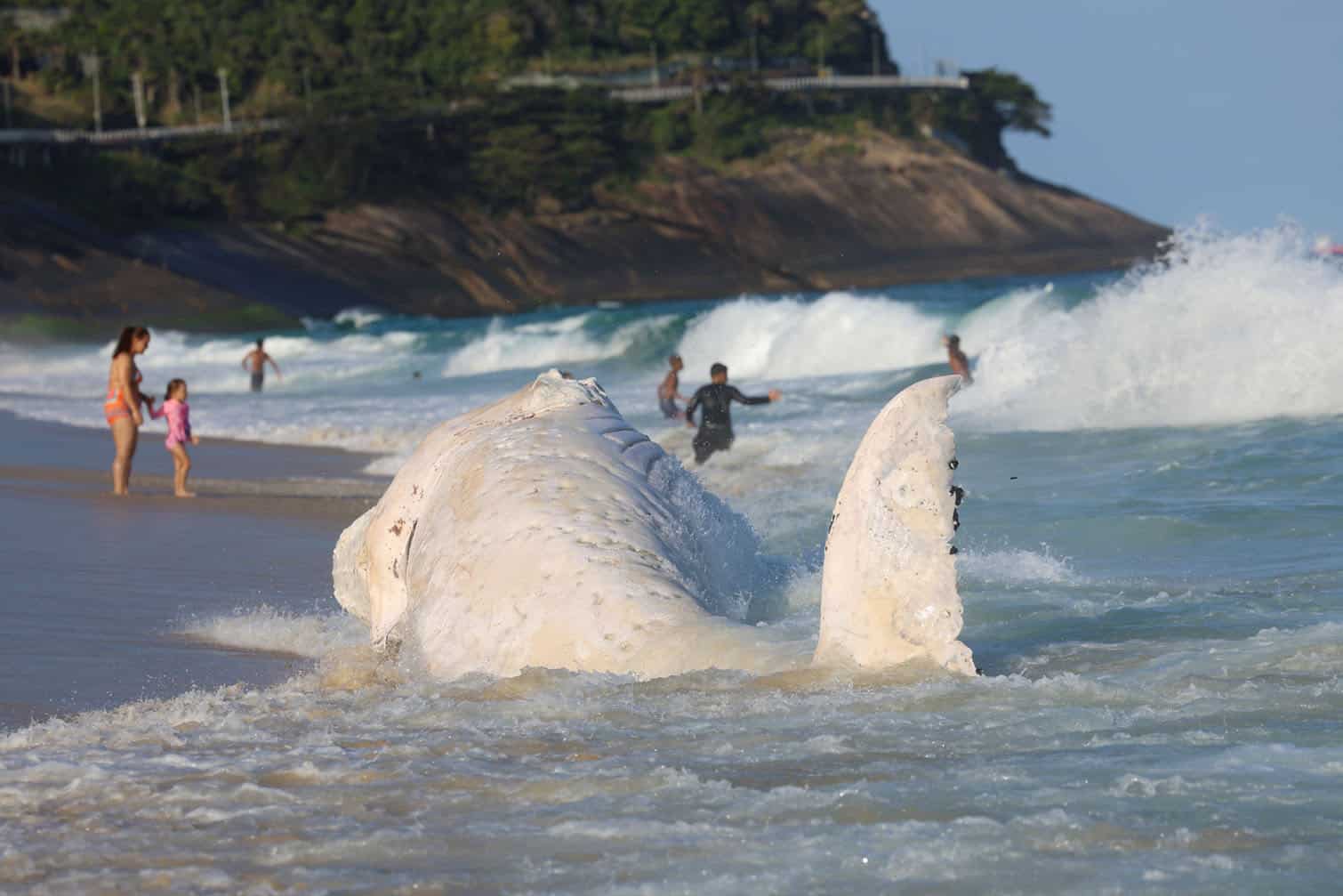 Dead humpback whale washed uo on beach in Rio de Janeiro