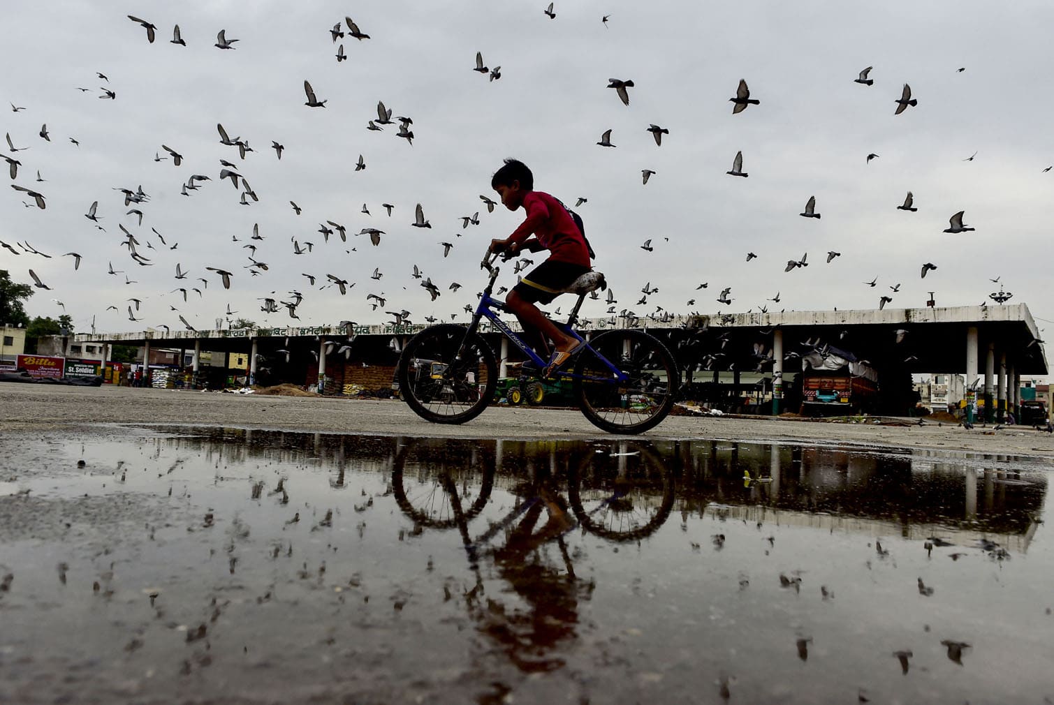 A boy rides his bicycle as a flock of pigeons flies