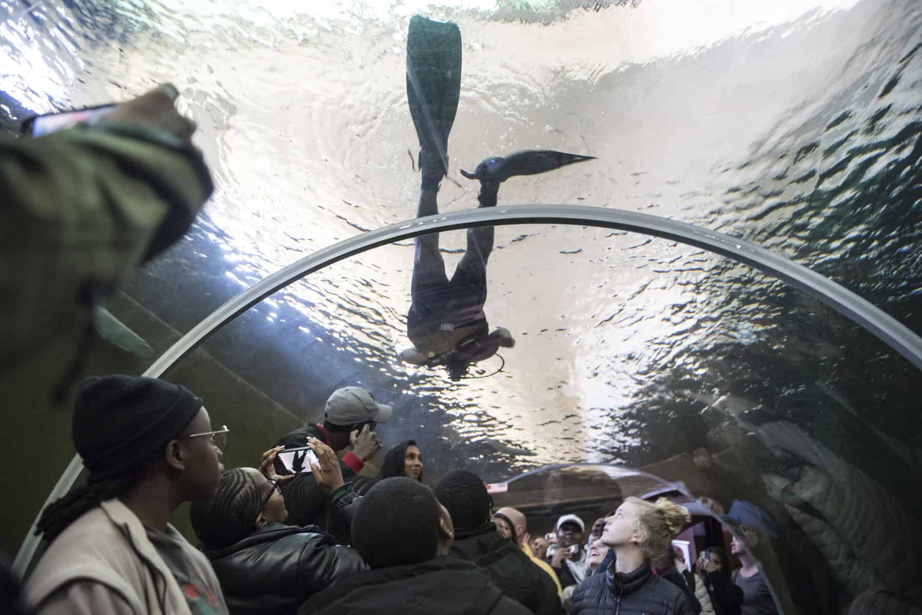 Joburg Zoo aquarium