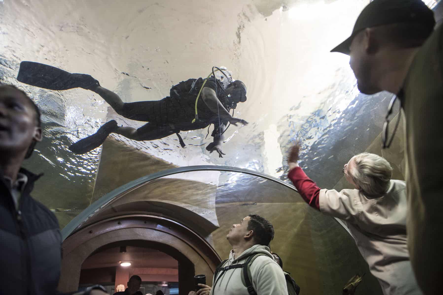 Joburg Zoo aquarium