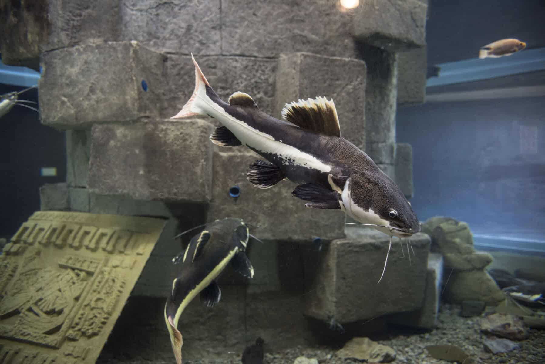 Joburg Zoo aquarium