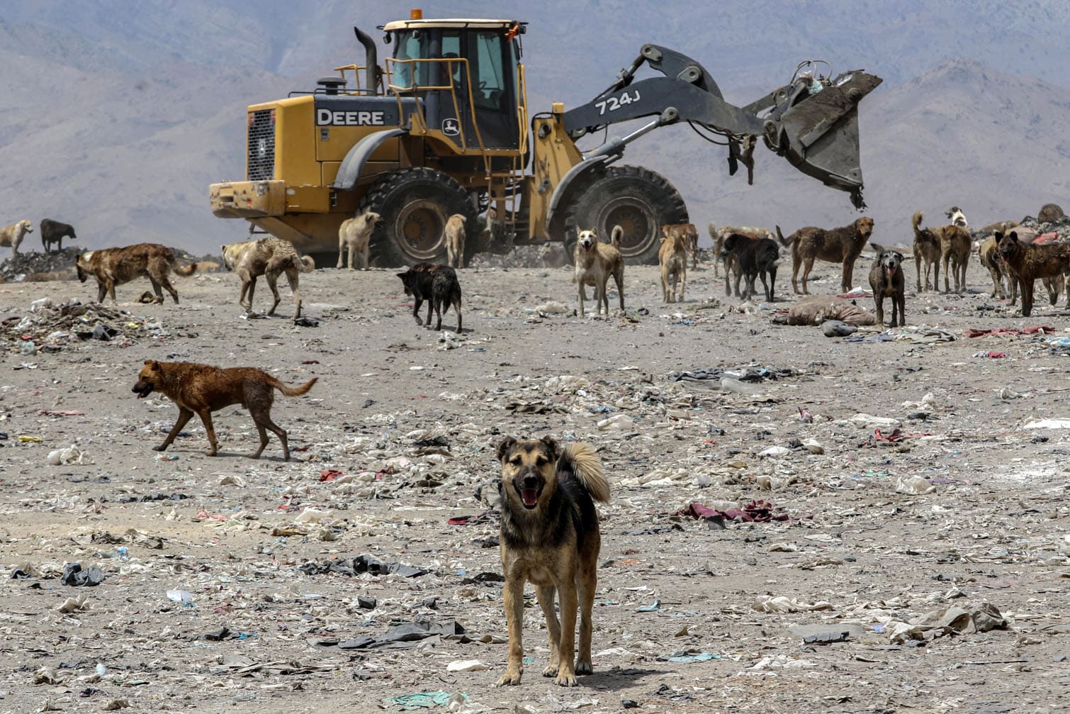 Kabul's stray dog population on the rise
