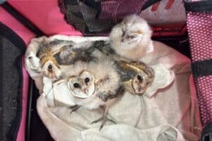 Owls were rescued in Mbombela, Mpumalanga