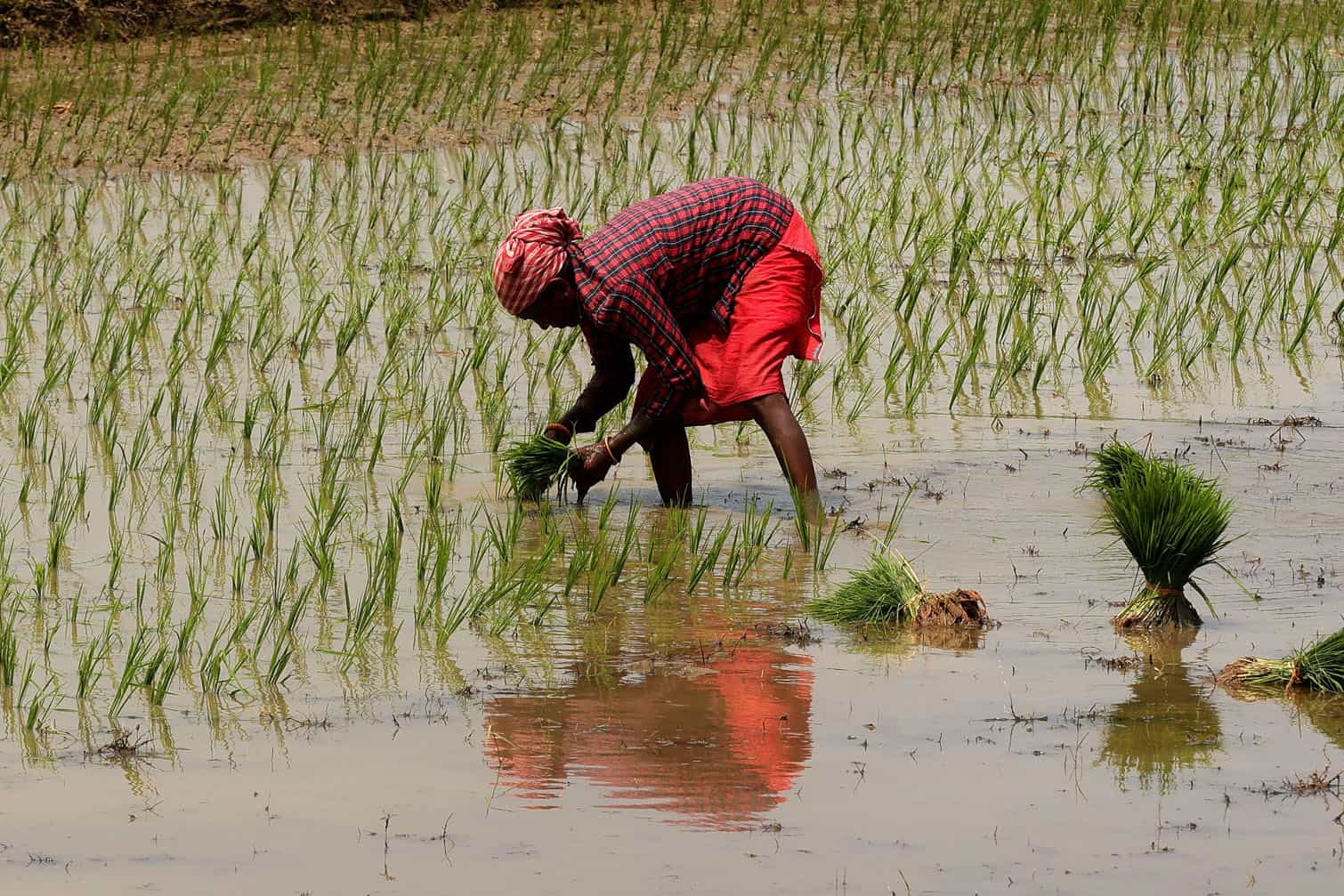 Rice harvesting in Bengal
