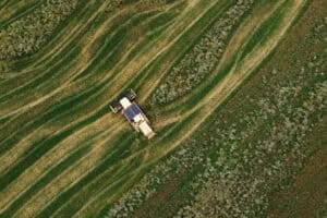 Wheat harvest in Latvia