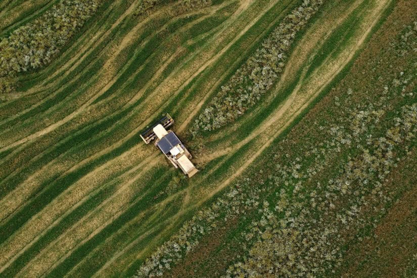 Wheat harvest in Latvia