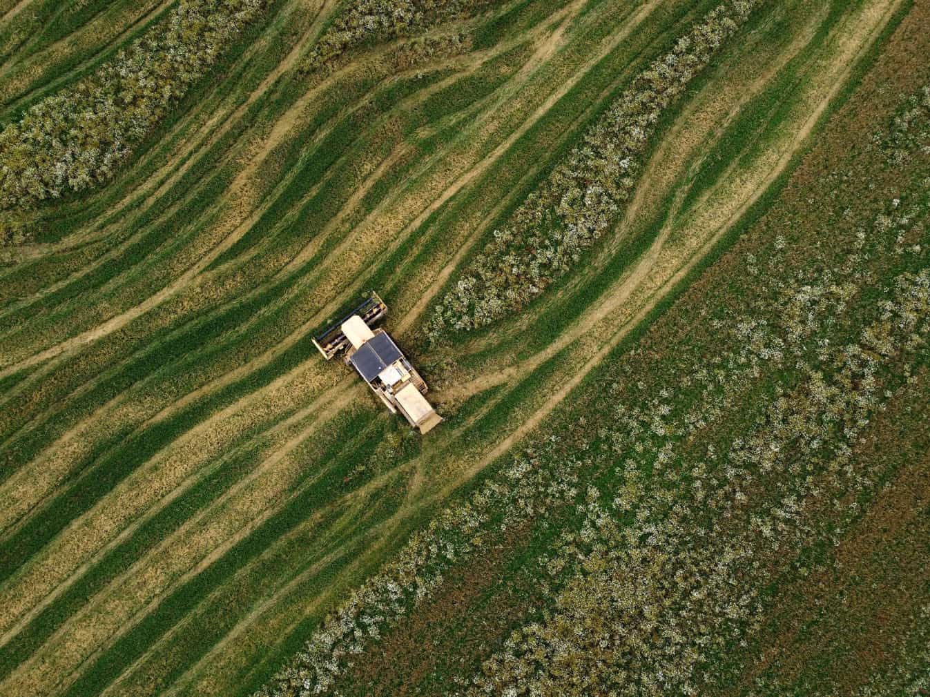 Wheat harvest in Latvia