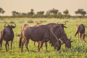 Control tourism or masses will kill it