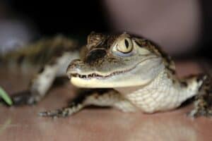 owning crocodile law South Africa