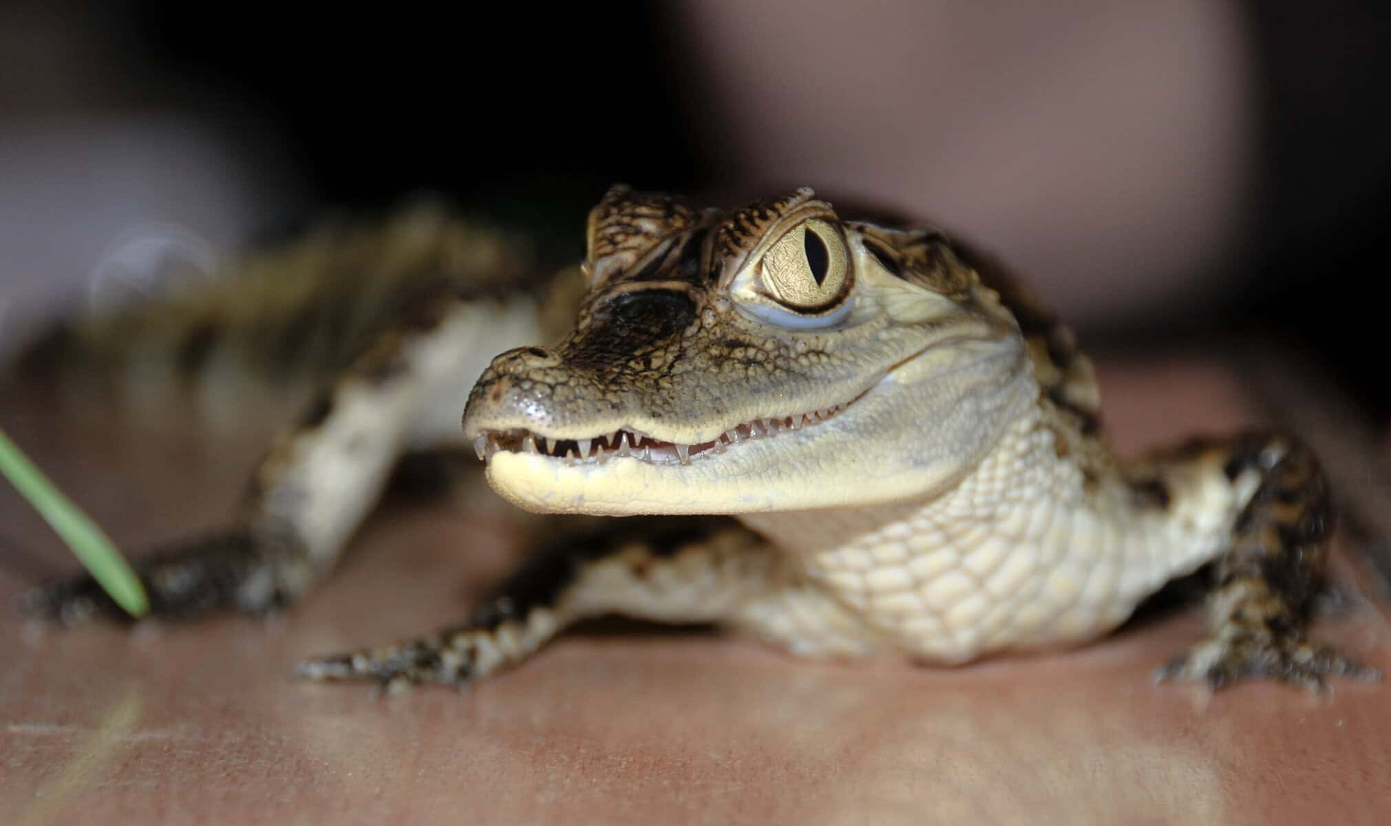 owning crocodile law South Africa