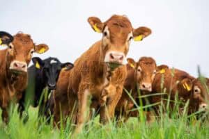 Foot-and-mouth outbreak sparks farmer outrage