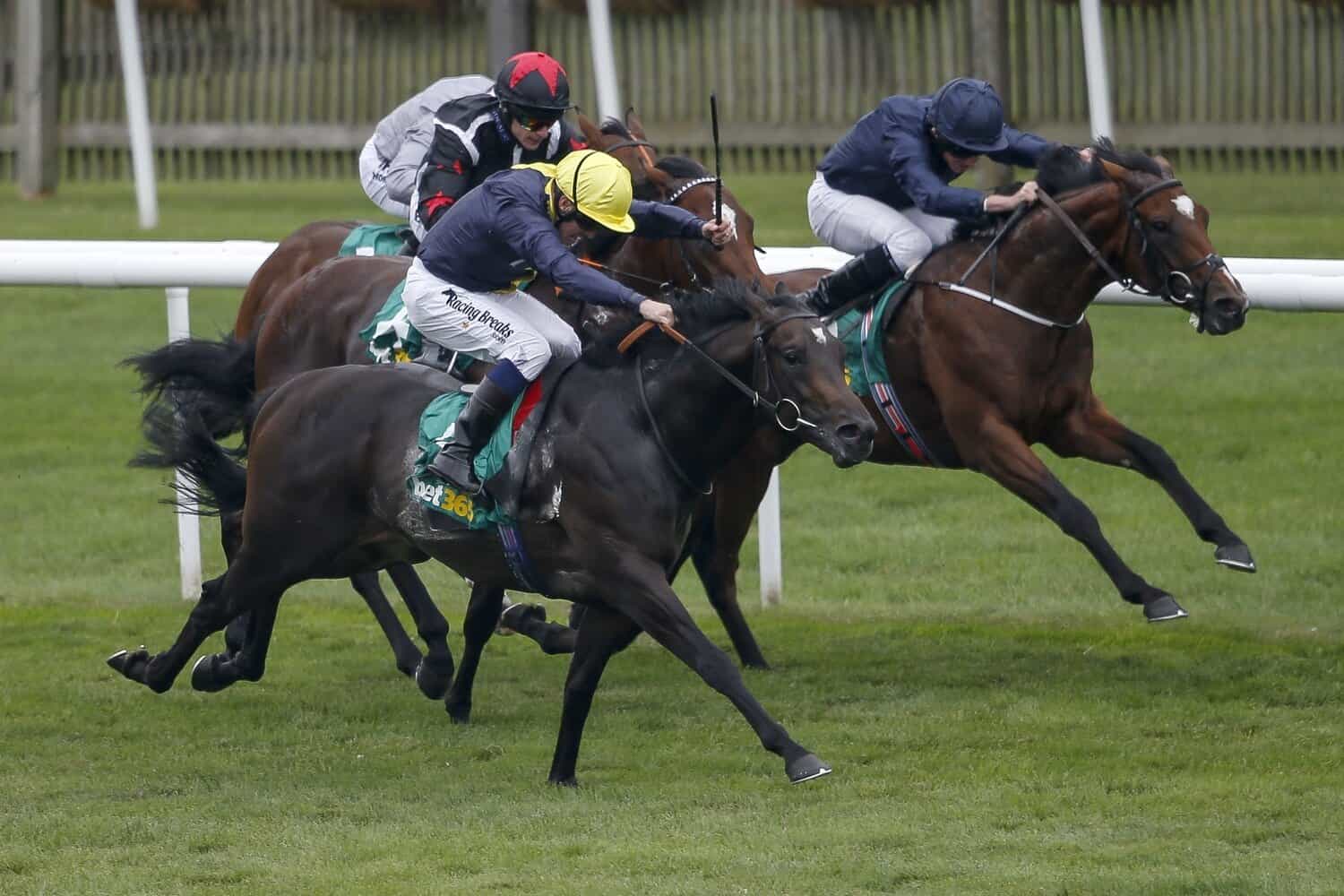 Huge cash lure for a date with Joburg stallions