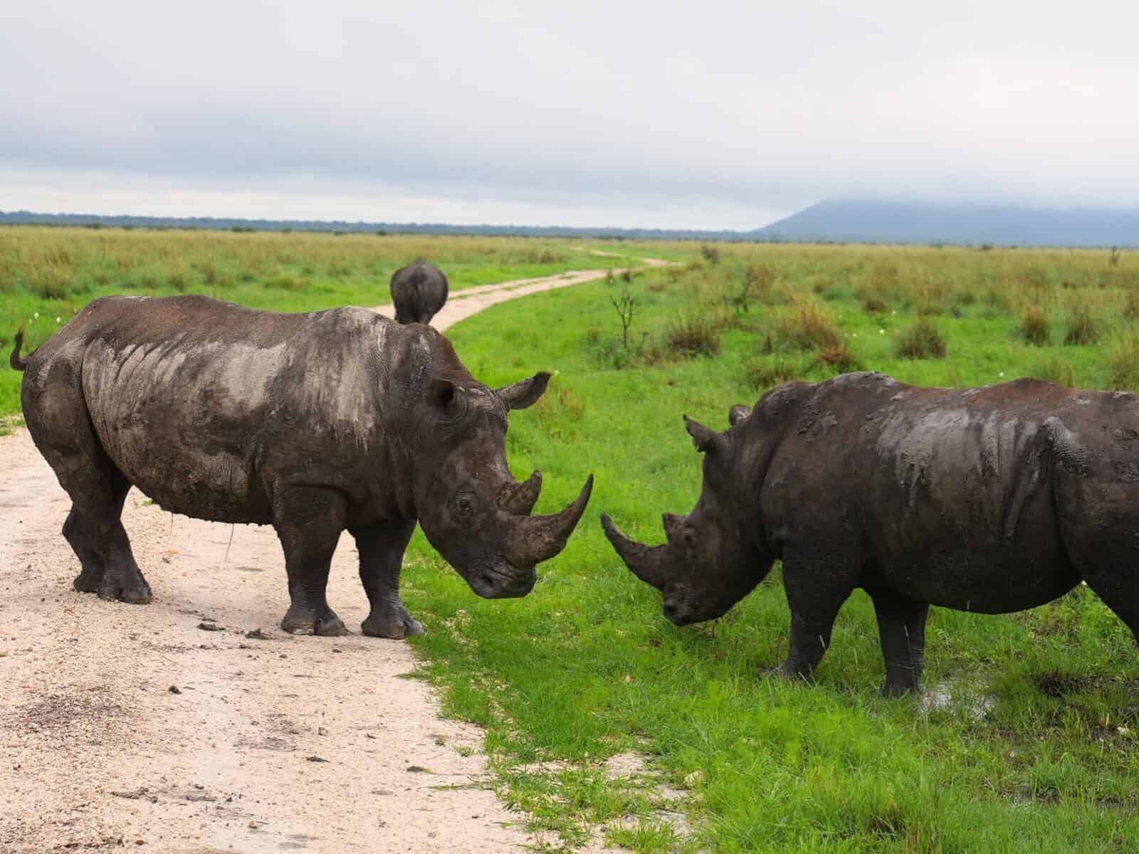 Notorious wildlife criminal Dawie Groenewald's quest for a hunting licence.