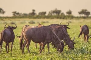 Tourists in Kenya seen blocking Wildebeest at river crossing.