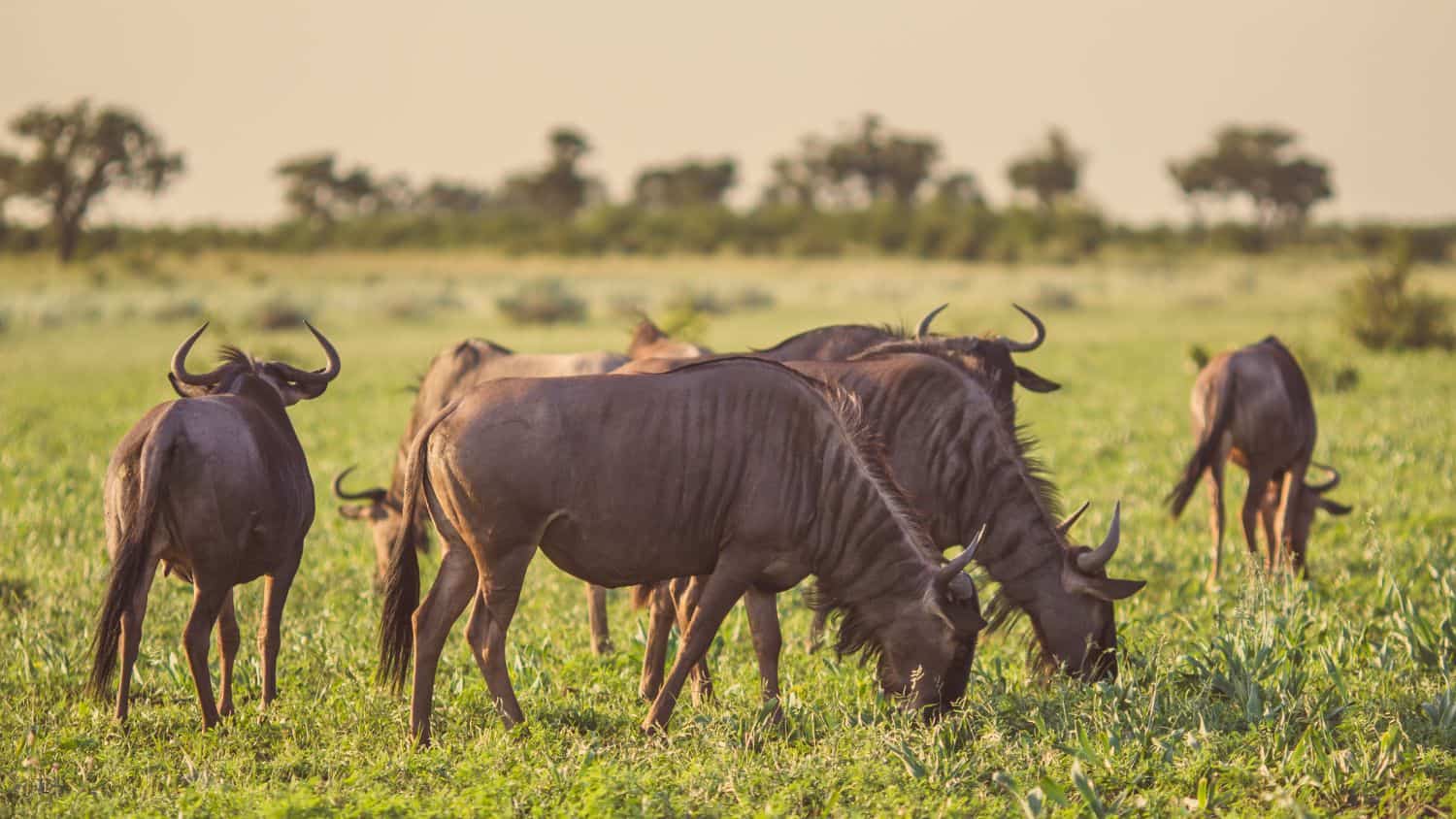 Tourists in Kenya seen blocking Wildebeest at river crossing.