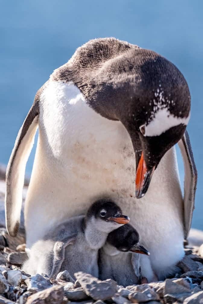 a family of penguins