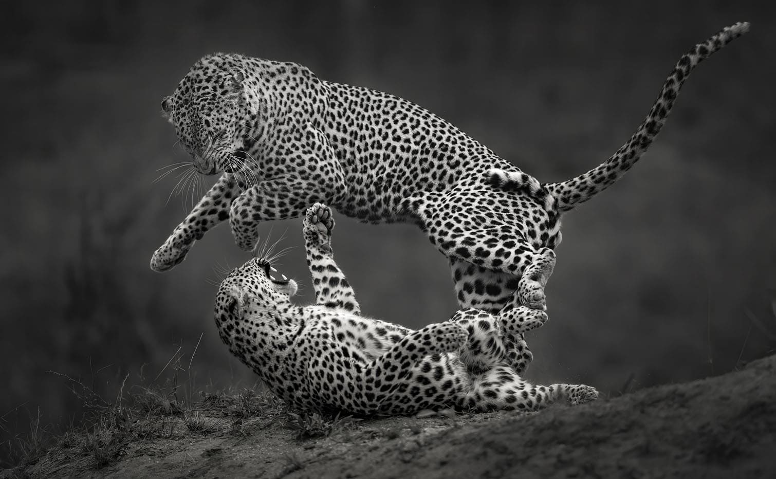 black and white photo awards
