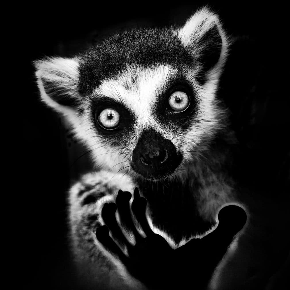 black and white photo awards
