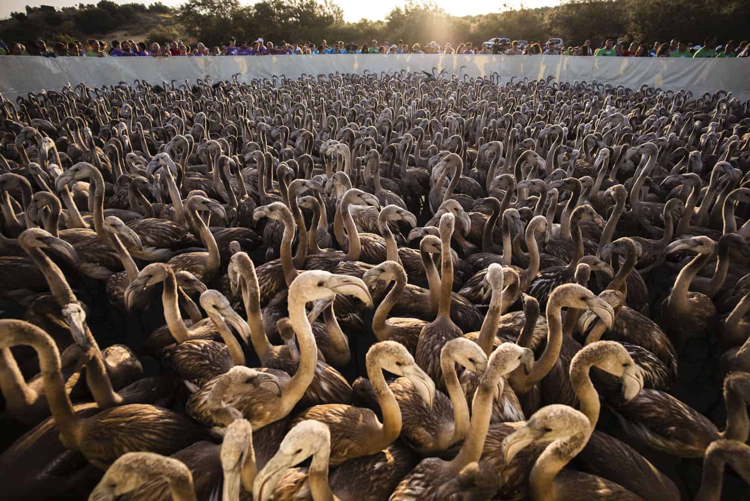 Center for tracking and studying flamingos in Malaga