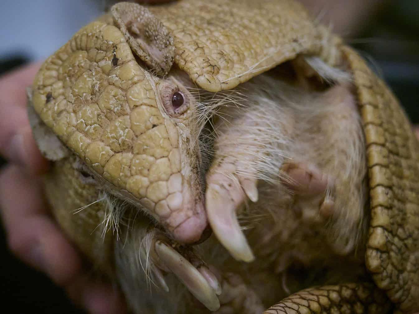An employee holds a baby female albino armadillo