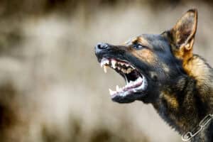 Rabies: A bite, a battle for survival