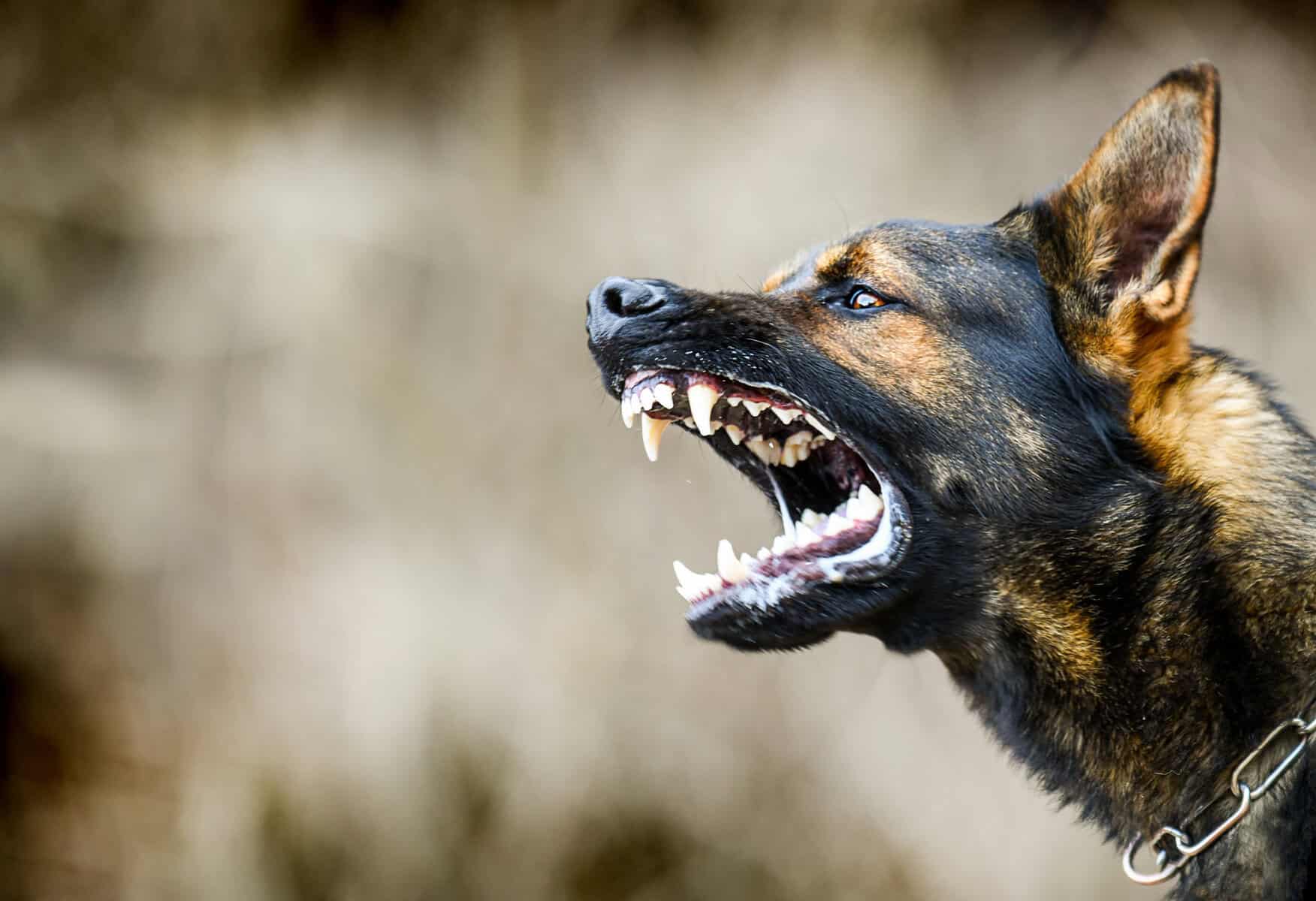 Rabies: A bite, a battle for survival