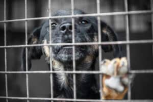 Animal shelters desperate for donations to stay afloat