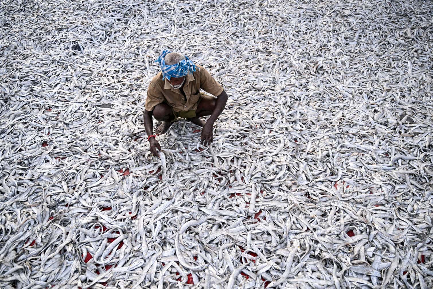 A fisherman lays his fish for drying