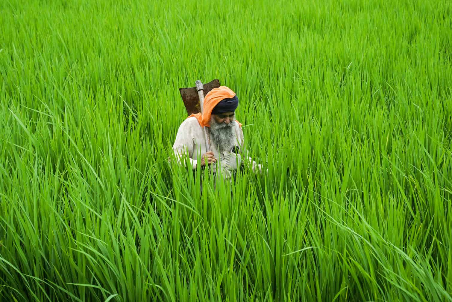 A farmer walks across his paddy field