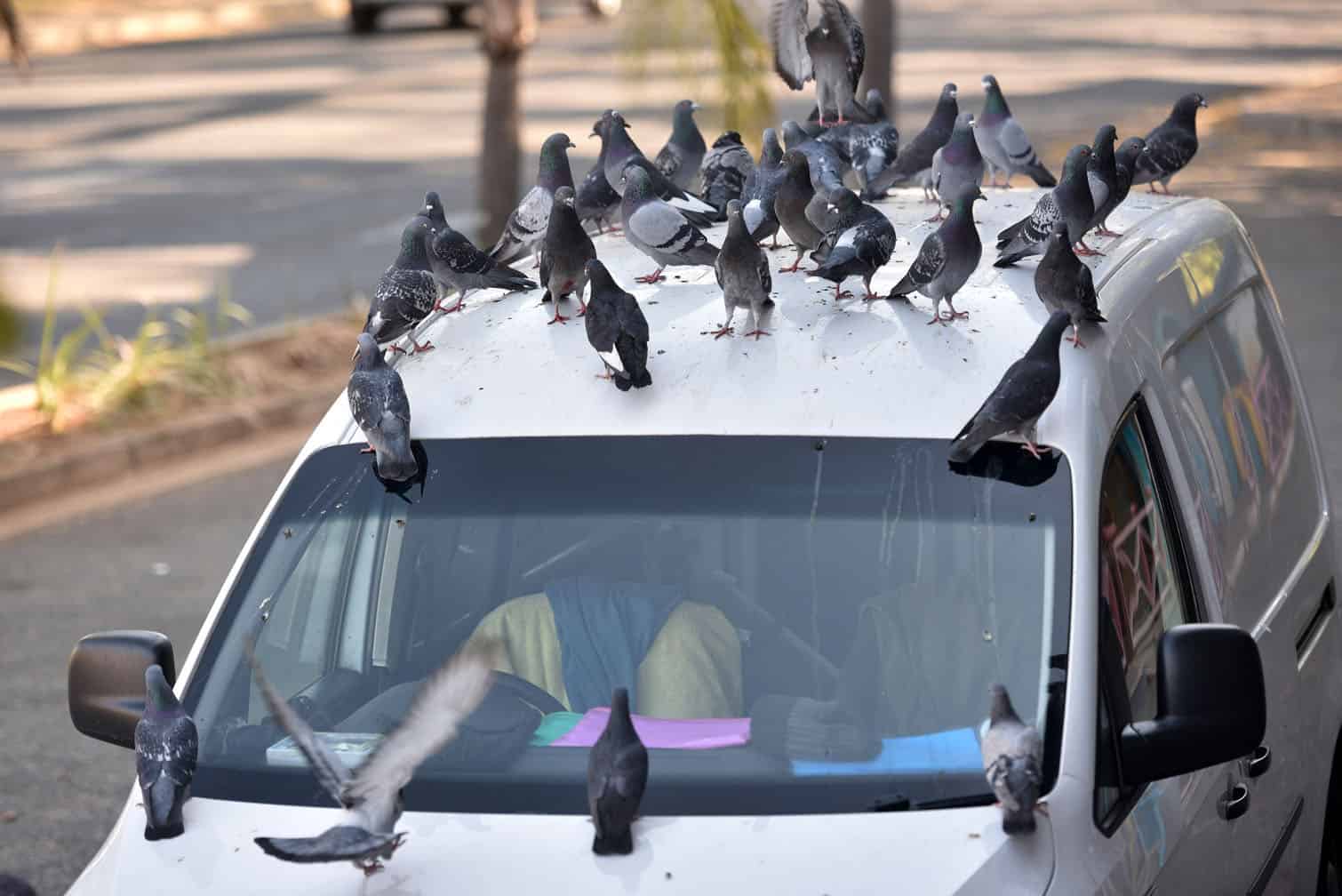 Pigeons that are fed by Pierre de Wet outside Lincoln Centre