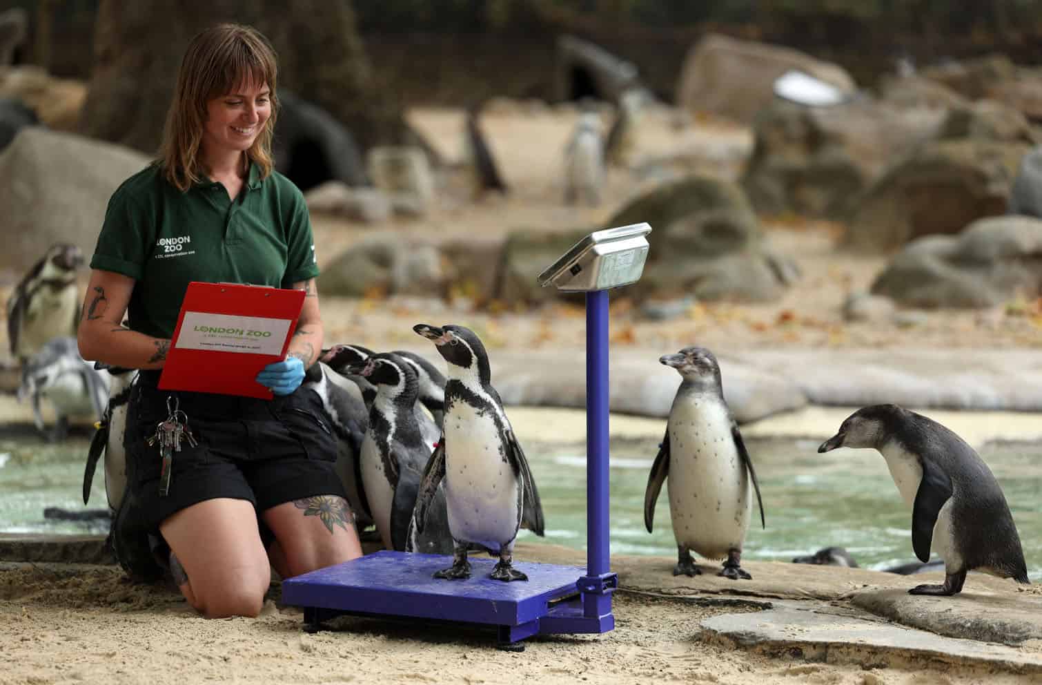 Annual weigh-in at London Zoo to track animals' health
