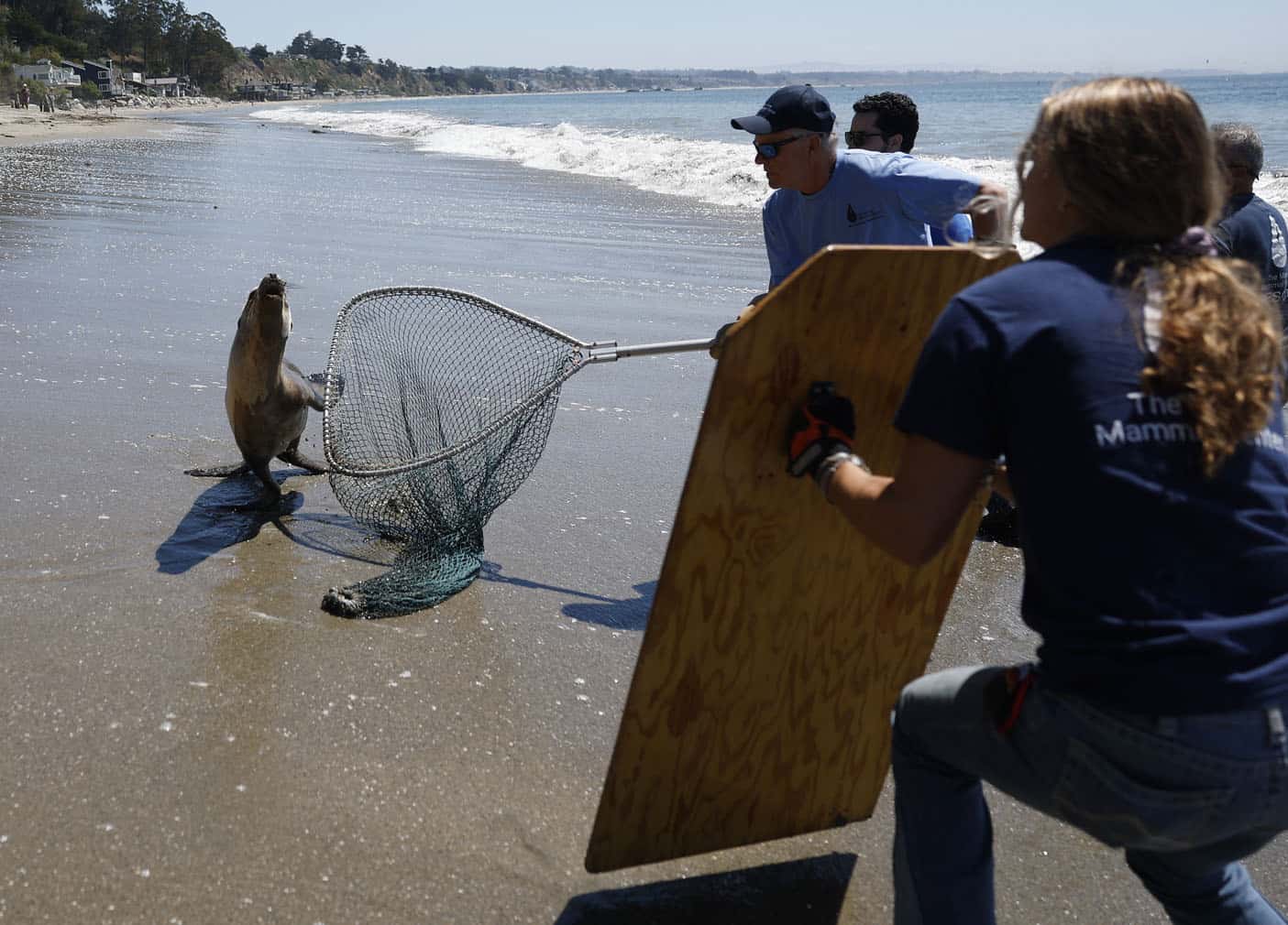 Marine Mammal Center Of California Treat Surge Of Sick Sea Lions