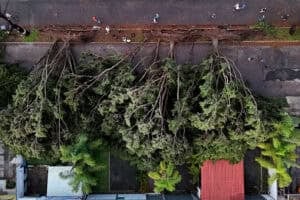 Aerial view of fallen trees after a storm