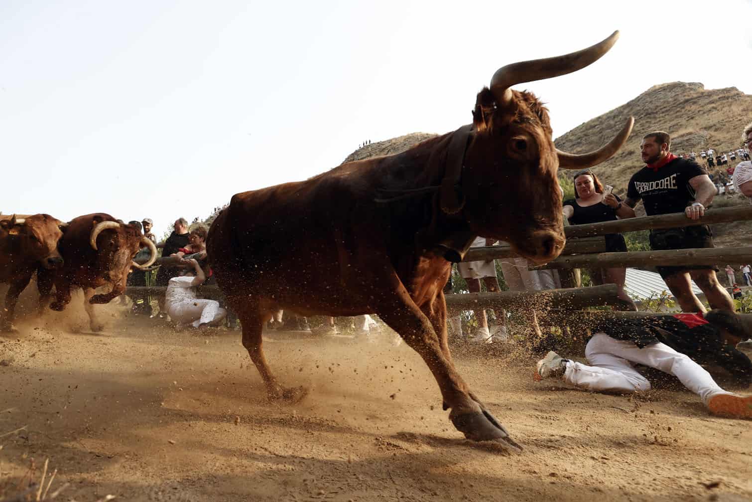 'Pilon de Falces' running of the bulls in northern Spain