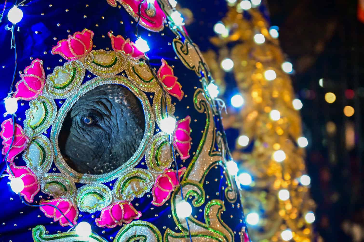 A decorated elephant