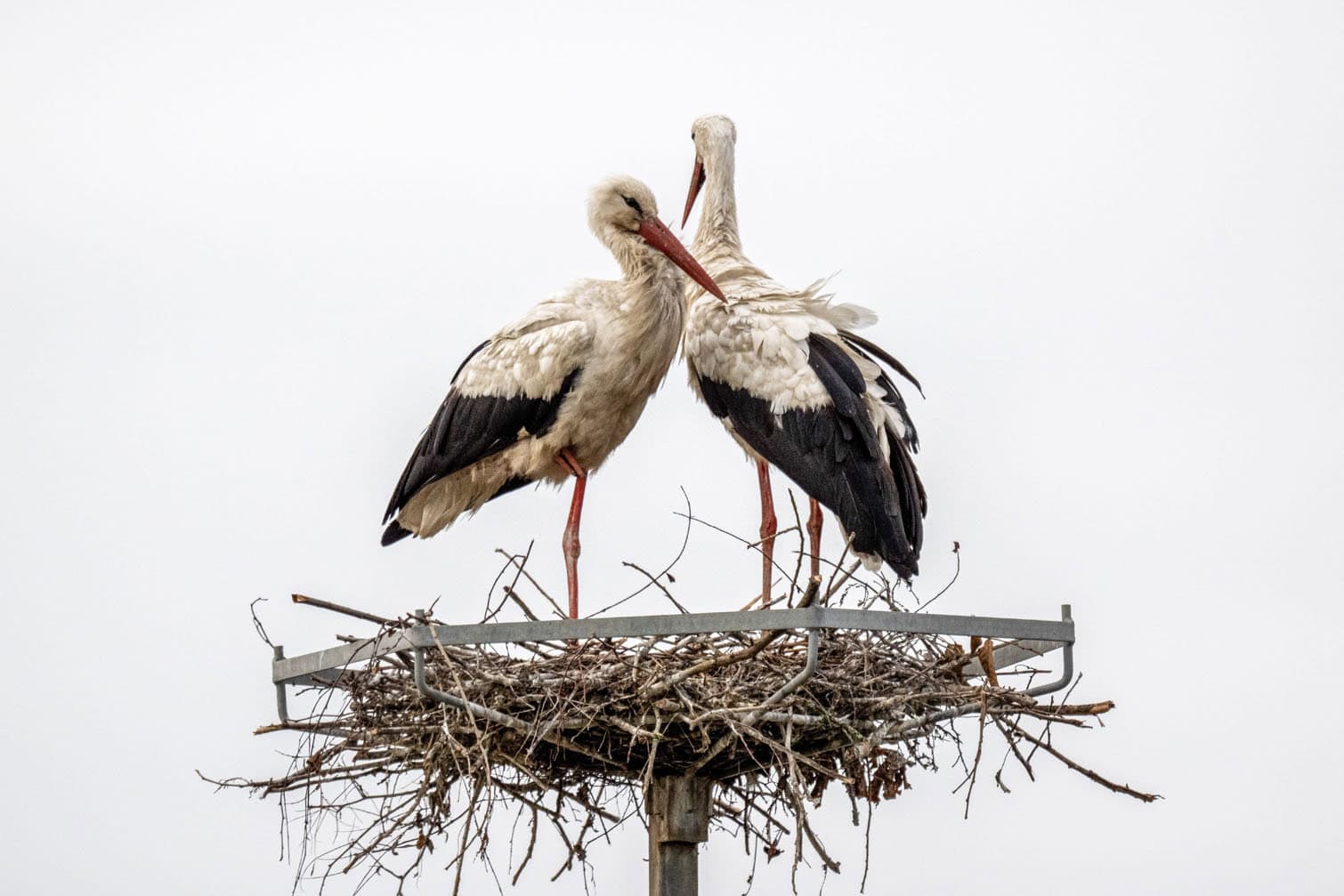White storks in Stubno