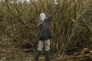 Sugarcane farms workers US tariffs Minister Parks Tau