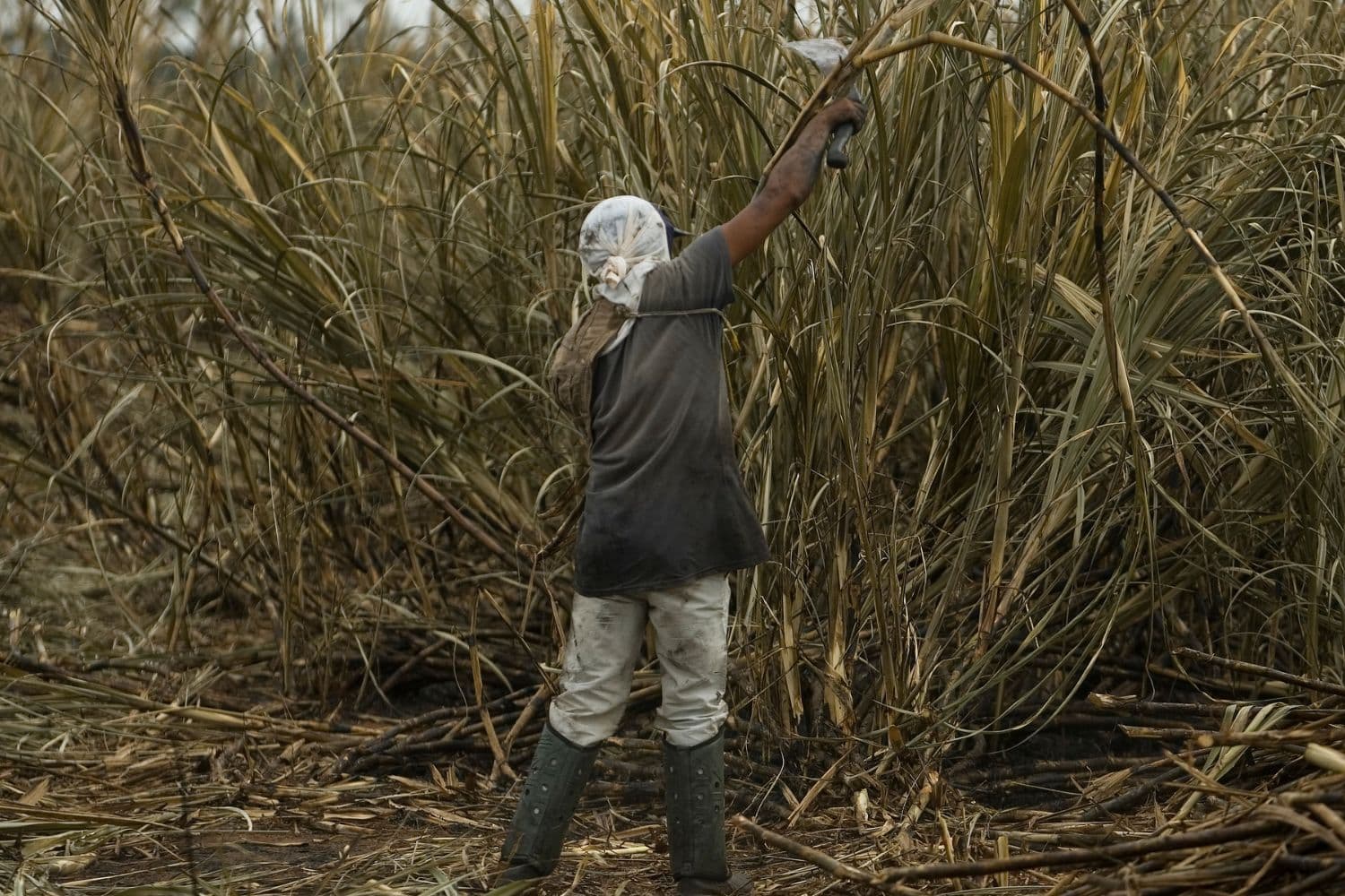 Sugarcane farms workers US tariffs Minister Parks Tau