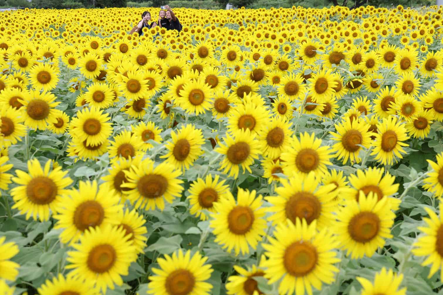 Sunflower in full bloom