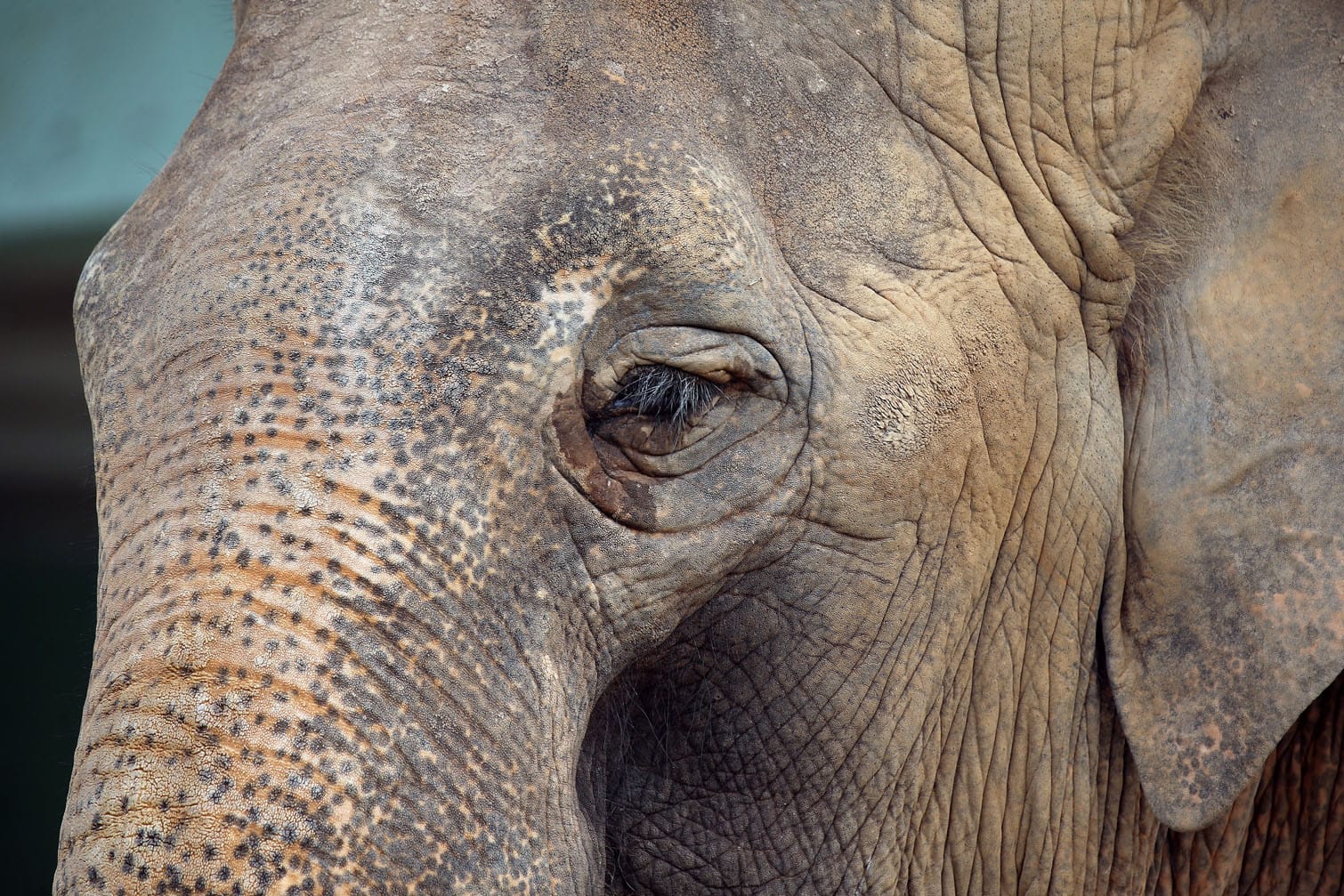 World Elephant Day 2025 in Vietnam