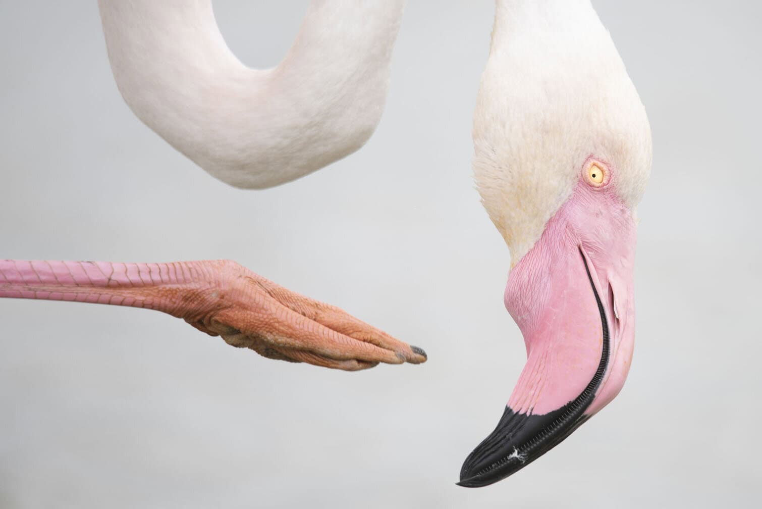wildlife photo awards